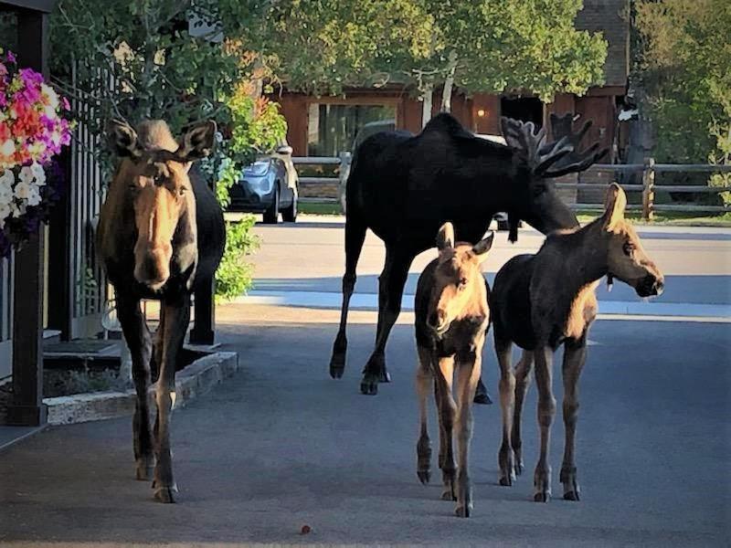 Gannett Peak Lodge Pinedale Dış mekan fotoğraf